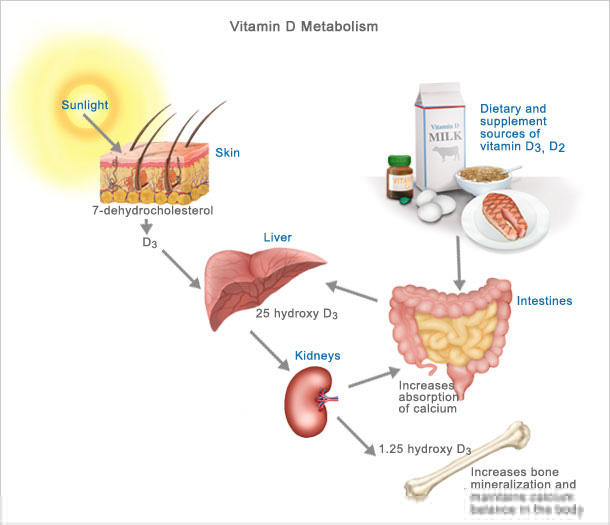 Vitamin D3 Can It Improve Kidney Function? Bio Time inc