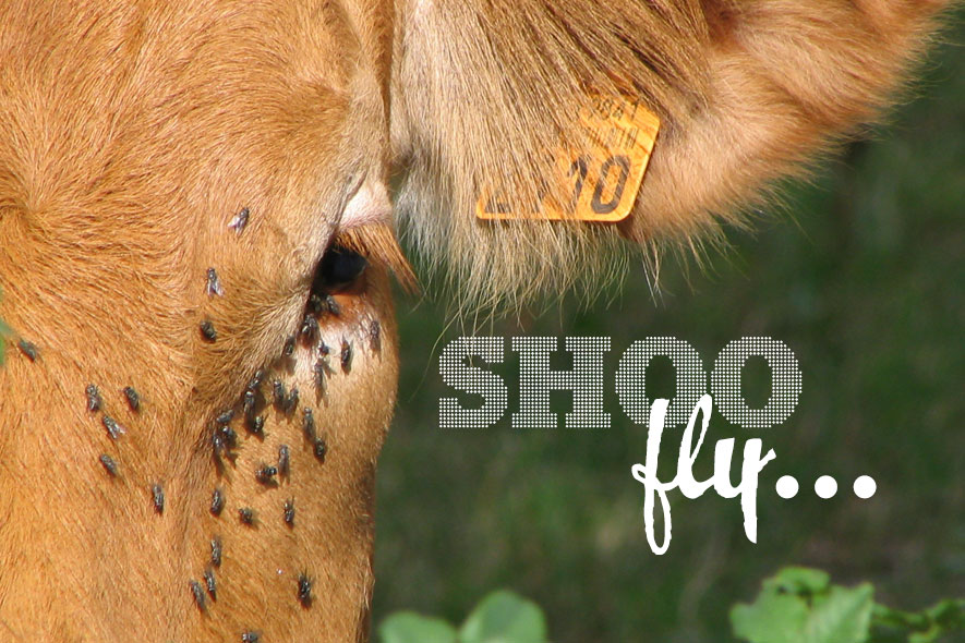 Successful Horn Fly Control Using IGR Sure Champ