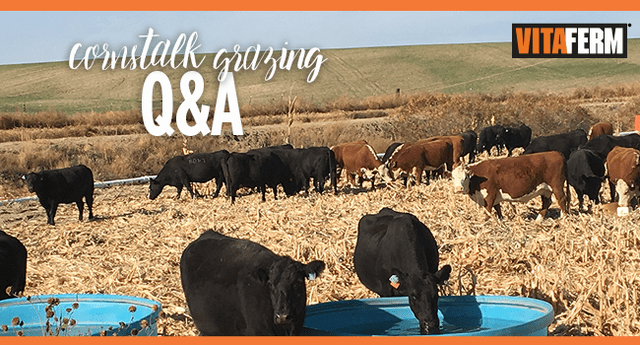 Cornstalk Grazing Q&amp,A VitaFerm