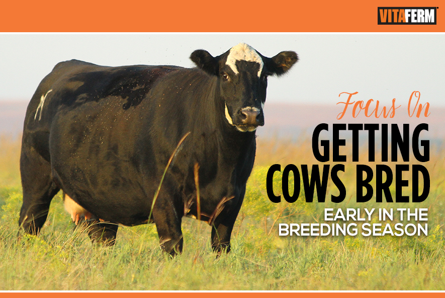 Focus on Getting Cows Bred Early in the Breeding Season VitaFerm