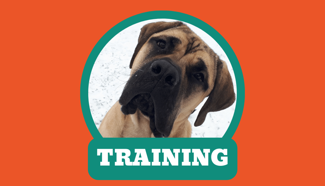 Birchview Dogs Boarding & Training Birchview Dogs Boarding & Training
