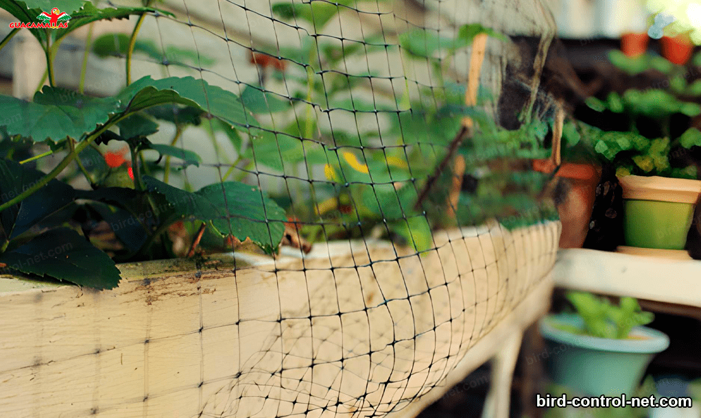 Why is bird control indispensable in horticultural crops? Bird