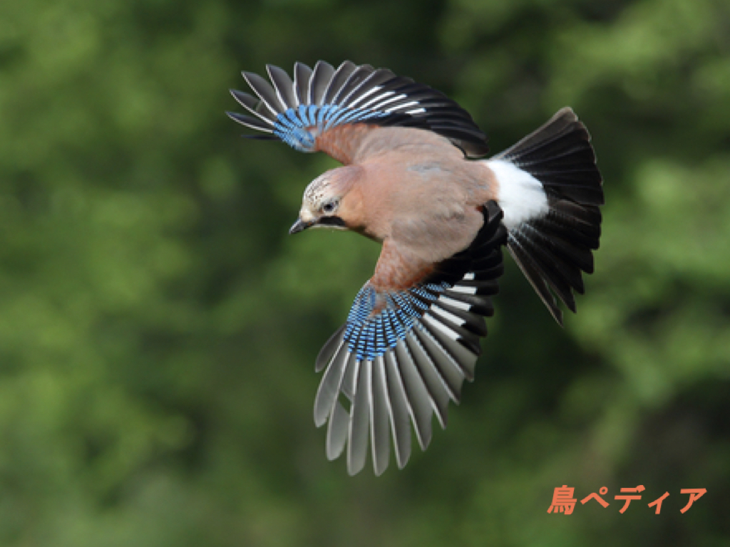 カケスの鳴き声や羽の特徴・意味について
