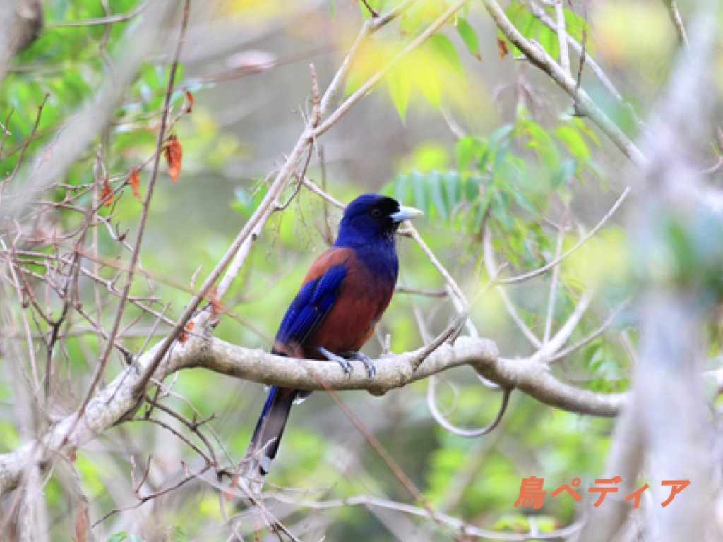 ルリカケスの鳴き声や特徴・生態について