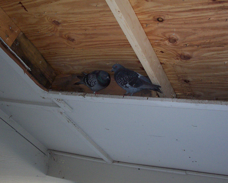 How to get birds out of the attic