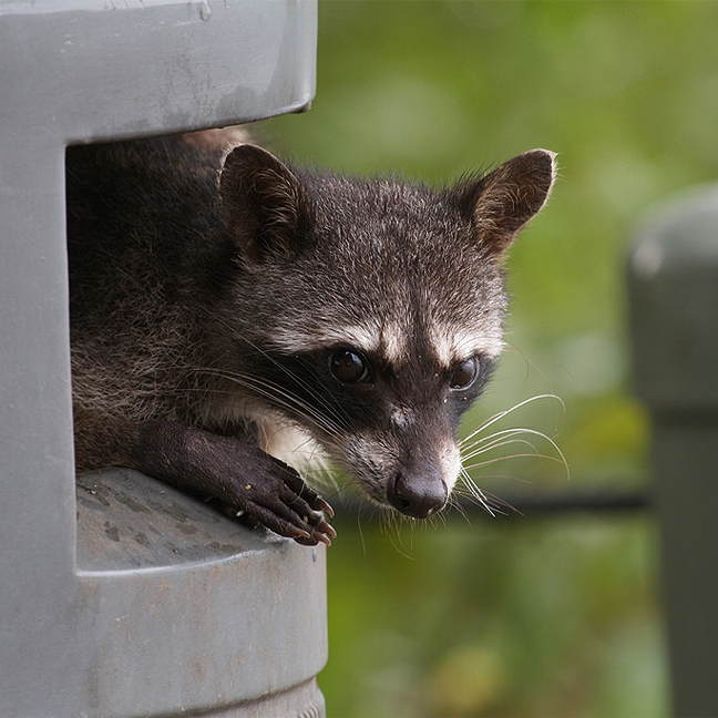 Yard Gard Ultrasonic Pest Control for Outdoors BirdX