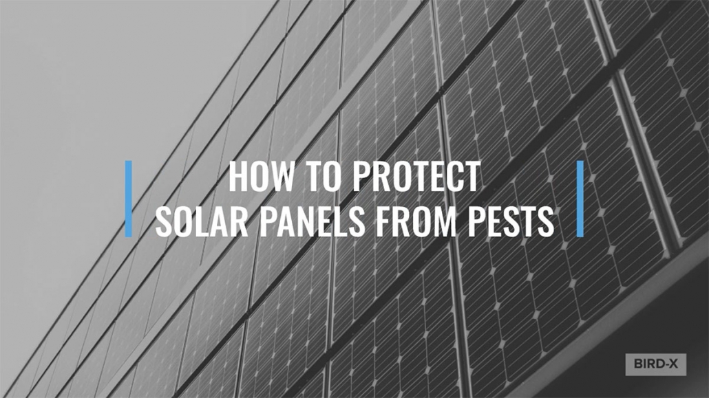How to Protect Solar Panels from Pests