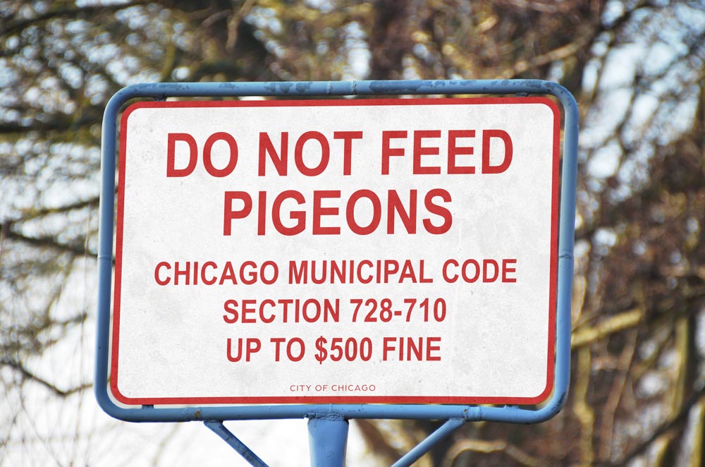 Stop feeding pigeons in Chicago BirdX