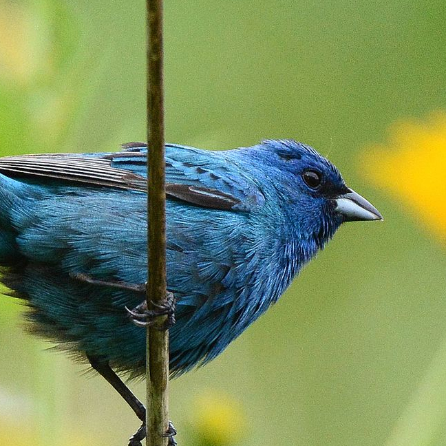 Indigo Bunting BirdX