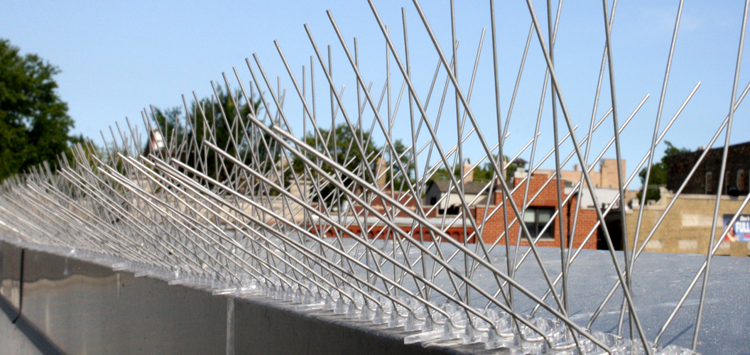 Bird Spikes for bird control and deterrent Stainless steel or clear