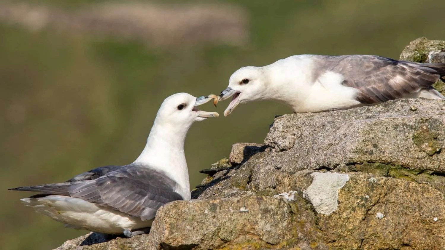 10 Of The Best Birdwatching Holidays In The UK Birda