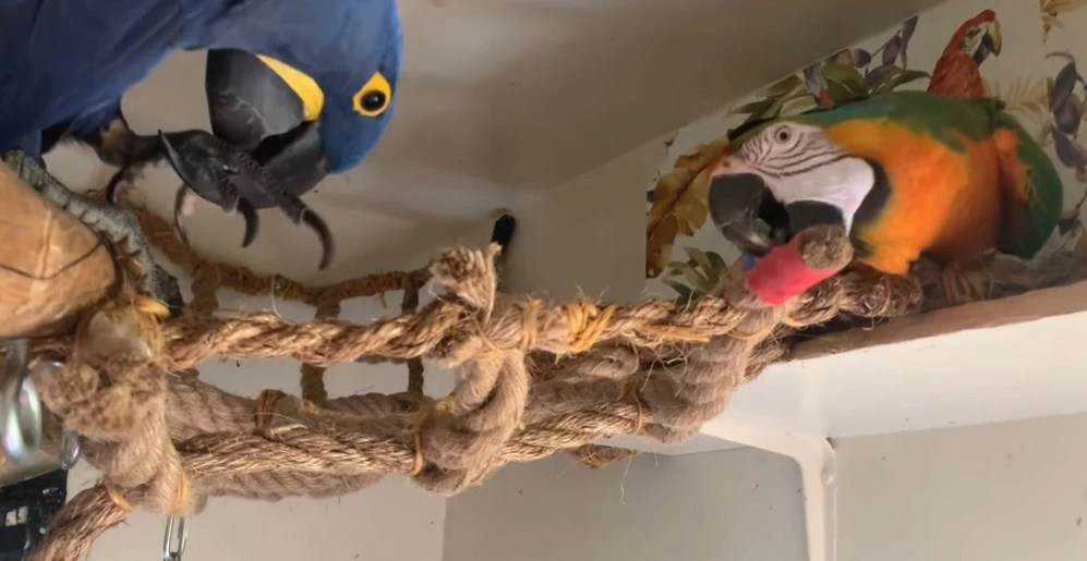 Is Acrylic Yarn Safe for Pet Birds? Birdaddicts