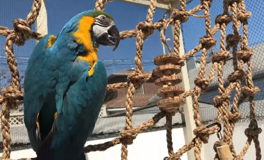Is Acrylic Yarn Safe for Pet Birds? Birdaddicts