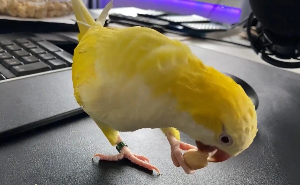 Cashews Good or Bad for Parrots? Birdaddicts