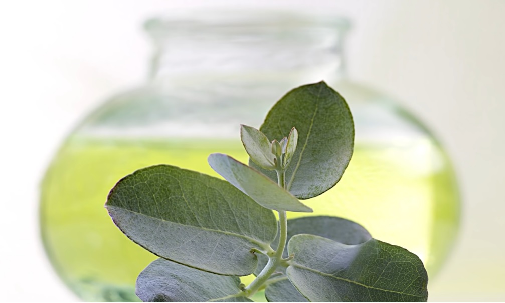 Is eucalyptus oil poisonous to birds? Birdaddicts