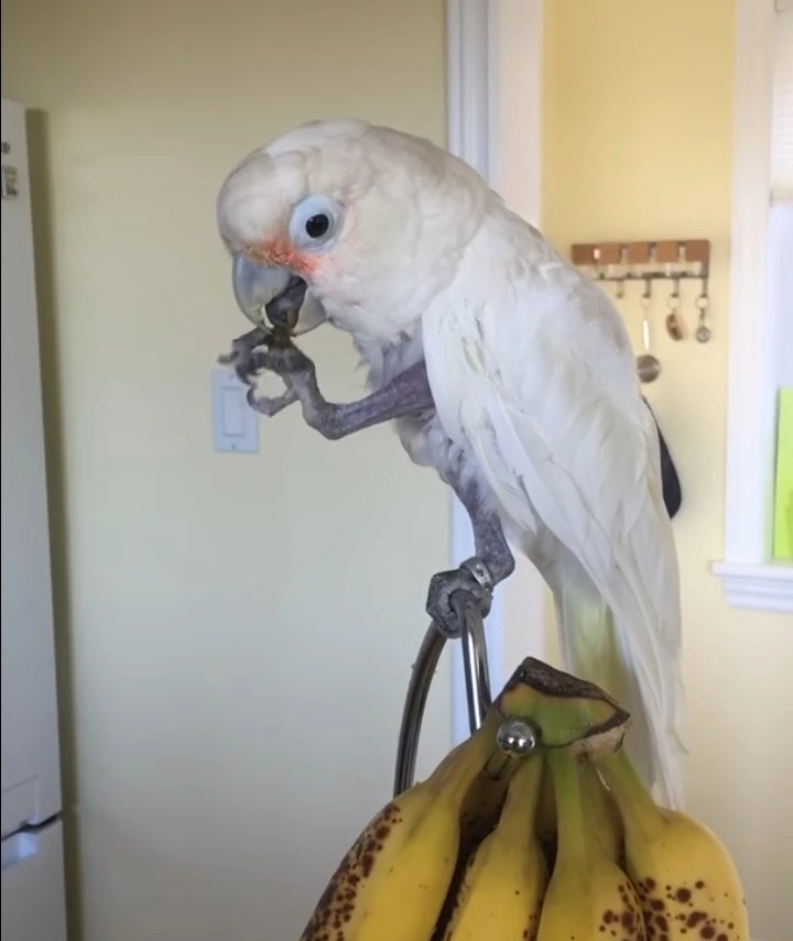 Are You Making a Deadly Mistake? The Truth About Birds Eating Dog Food