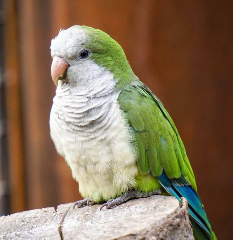 How Long Do Parakeets Live? (Parakeet/Budgie Lifespan)