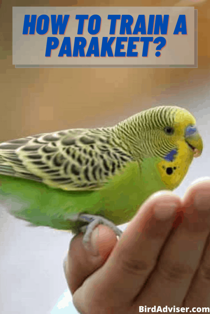 How to Train a Parakeet? (Parakeet/Budgie Training) (2022)