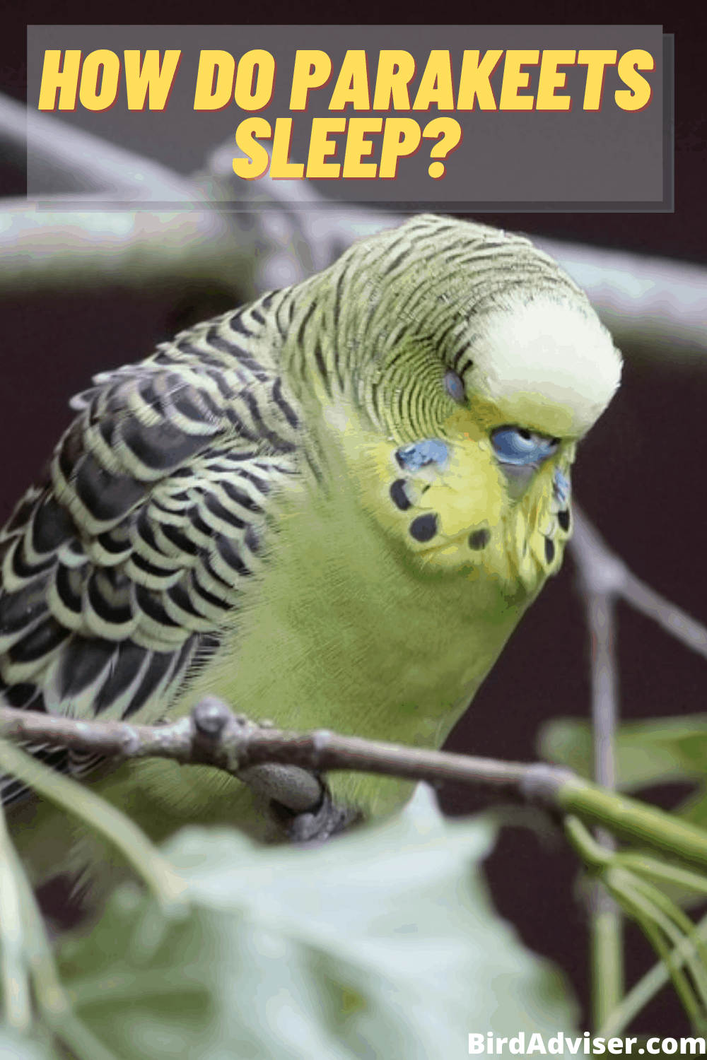 How Do Parakeets Sleep? + Tips for Better Sleep (2023)