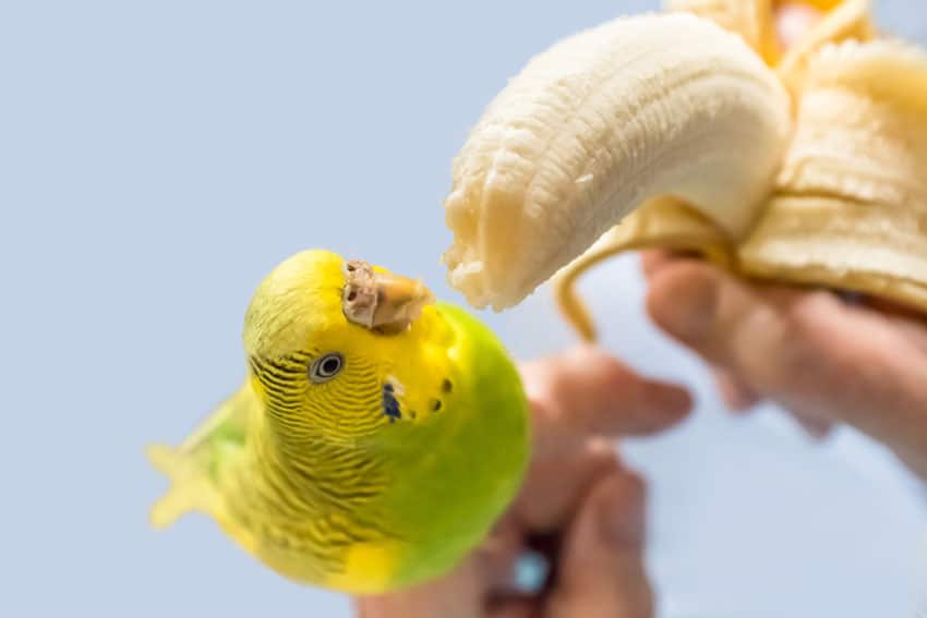 What Fruits Can Parakeets Eat? (Safe and Healthy) (2023)