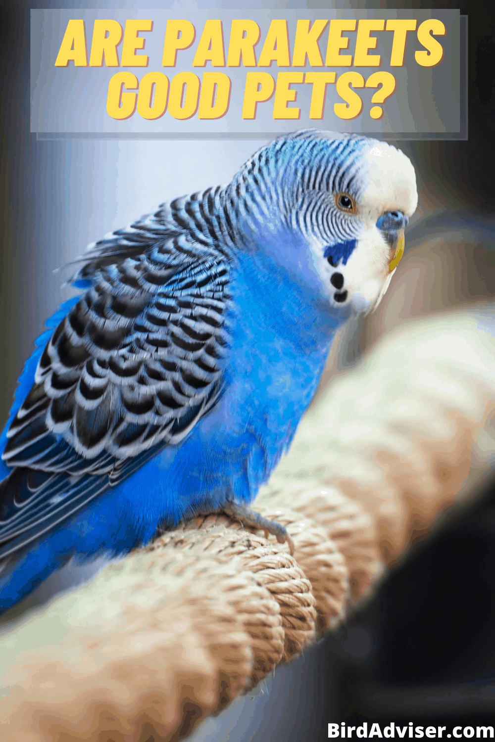 Are Parakeets Good Pets? (Pros and Cons) (2023)