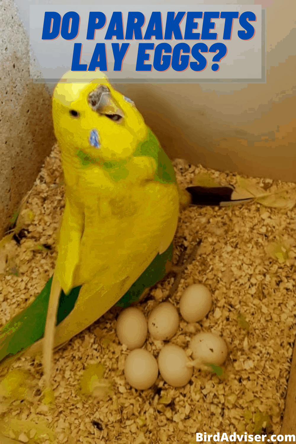 Do Parakeets Lay Eggs?