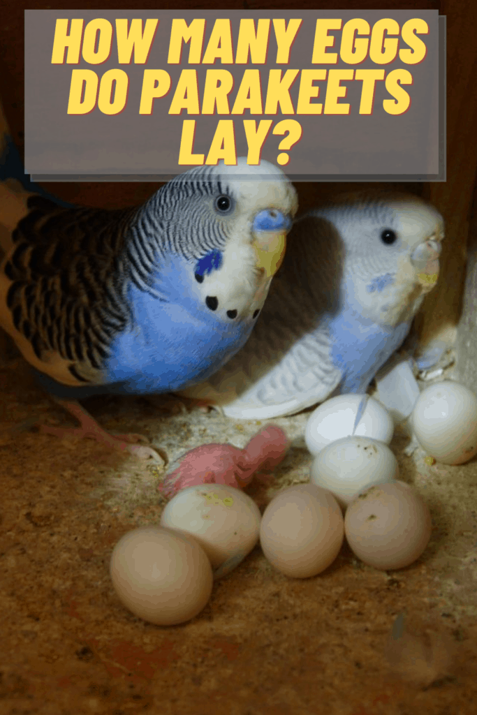BirdAdviser Expert Advise on Everything Birds
