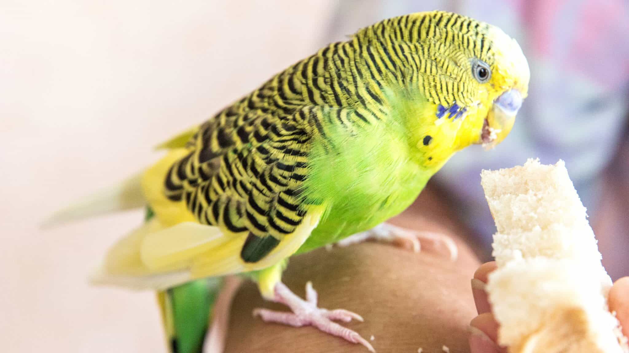 Can Parakeets Eat Bread? Is It Safe and Healthy? (2024)