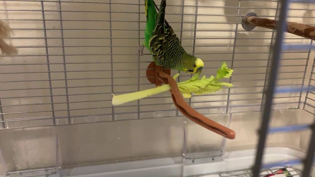 Can Parakeets Eat Celery? Is it Safe and Healthy? (2023)