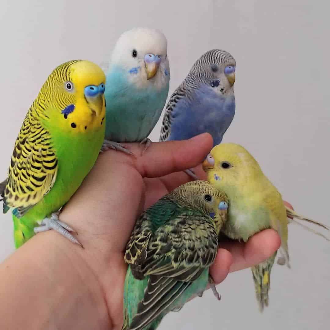 Are Parakeets Good Pets? (Pros and Cons) (2023)