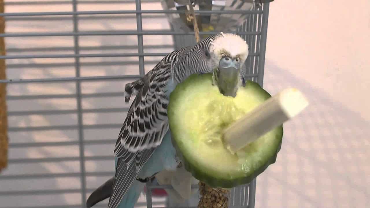 Can Parakeets Eat Cucumbers? Is It Healthy and Safe? (2023)