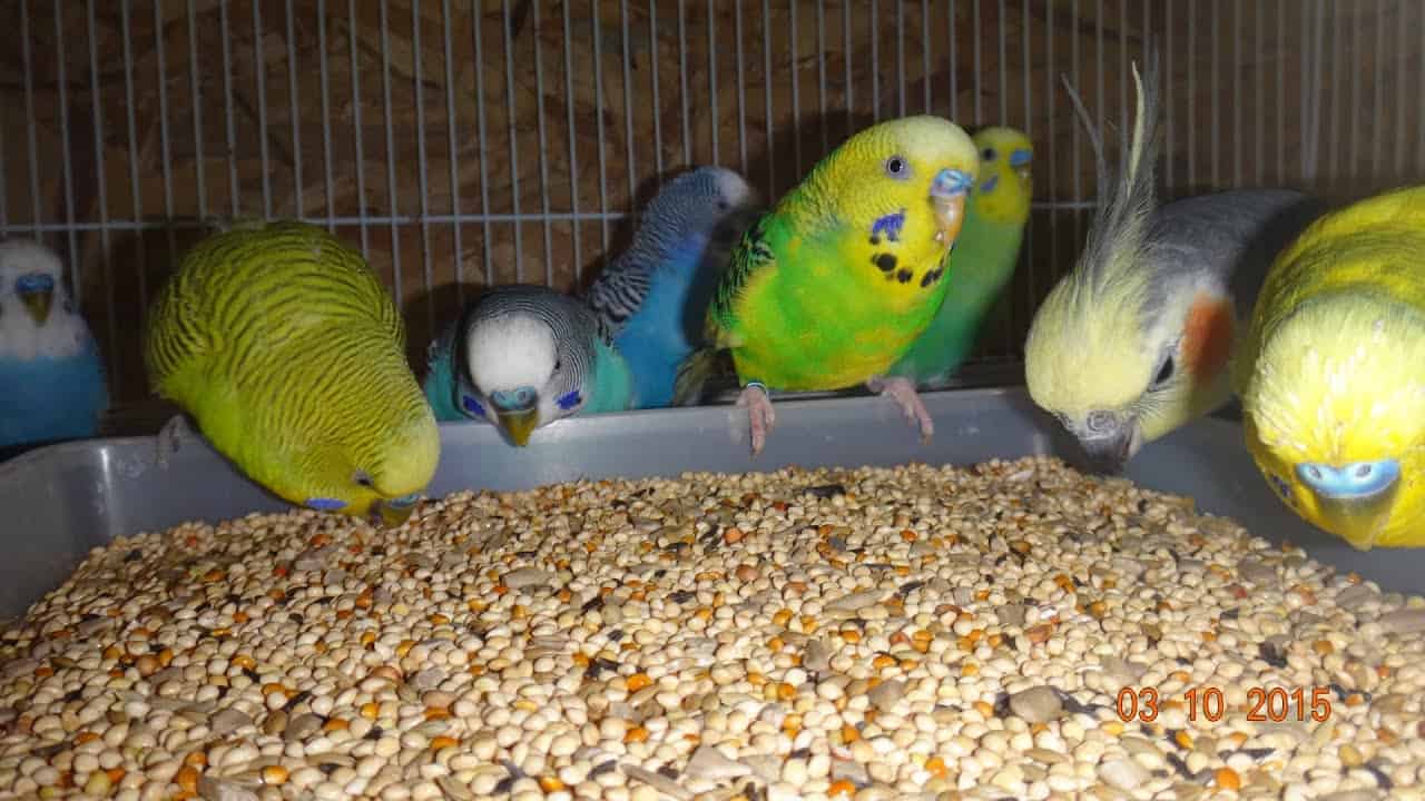 What Fruits Can Parakeets Eat? (Safe and Healthy) (2023)