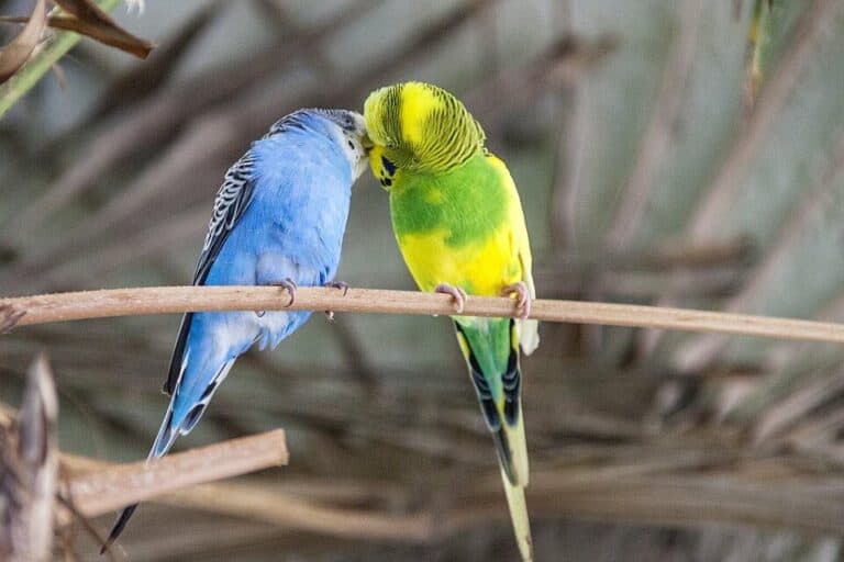 How to Tell If a Parakeet is Pregnant? (Signs of Pregnancy)