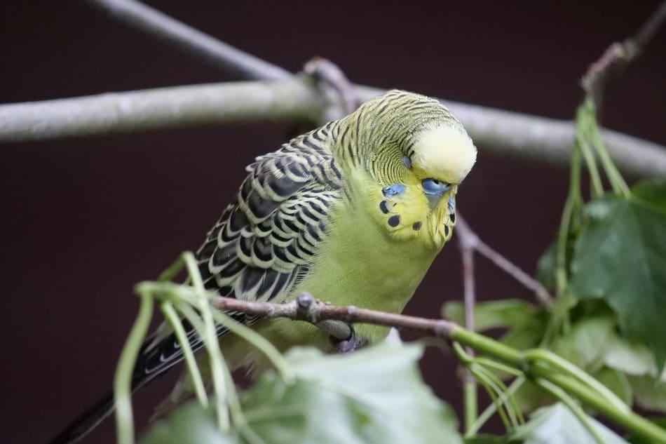 Why Do Parakeets Puff Up? (4 Reasons Listed) (2024)