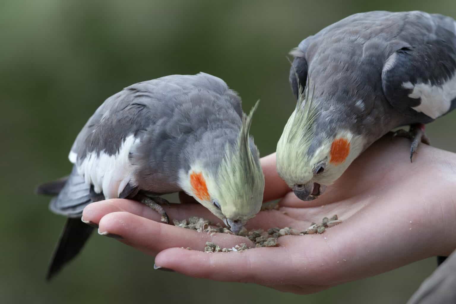 What Does Cockatiels Eat? (Cockatiel Diet) (Updated 2023)