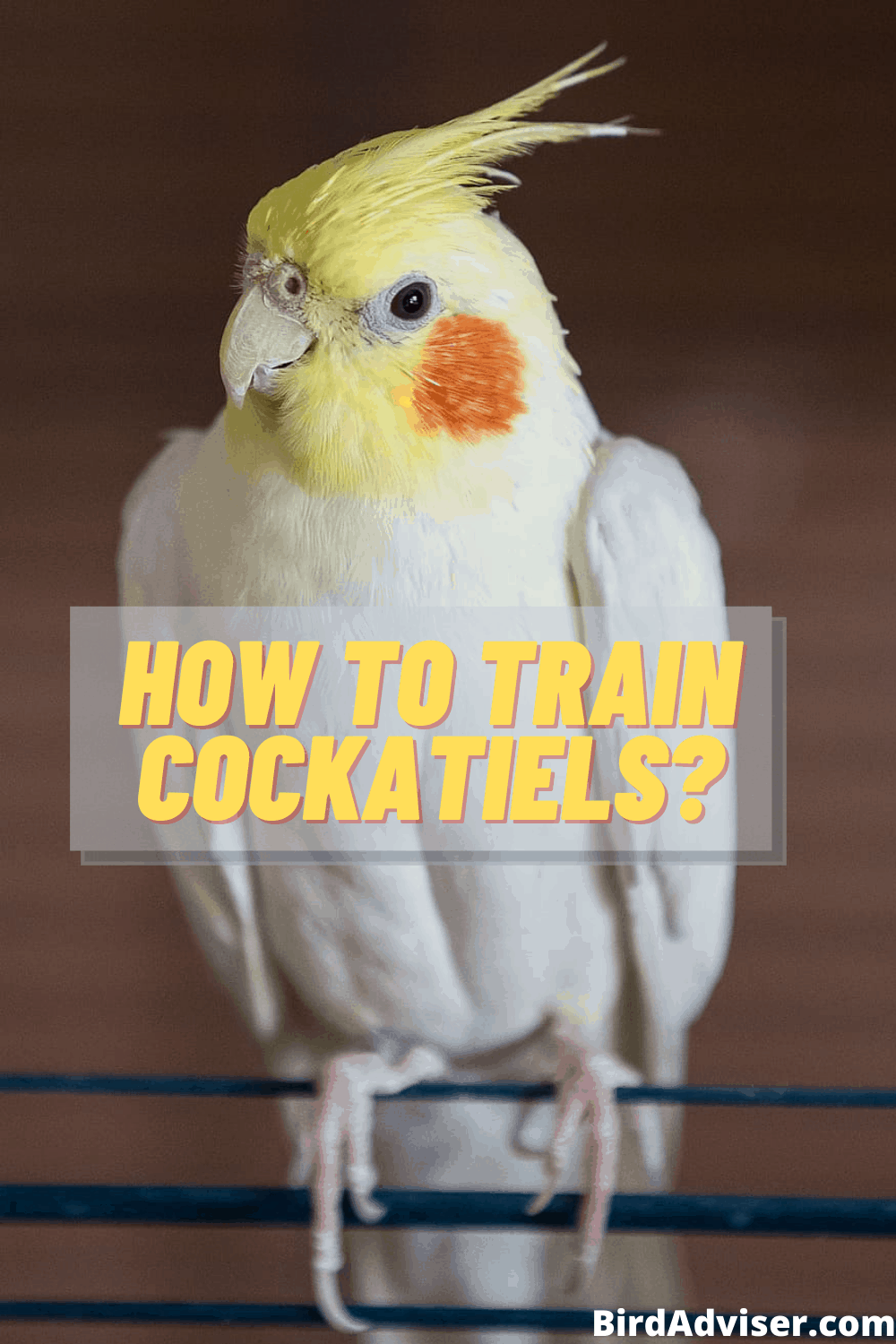 How to Train Cockatiels? (Cockatiel Training) (2023)
