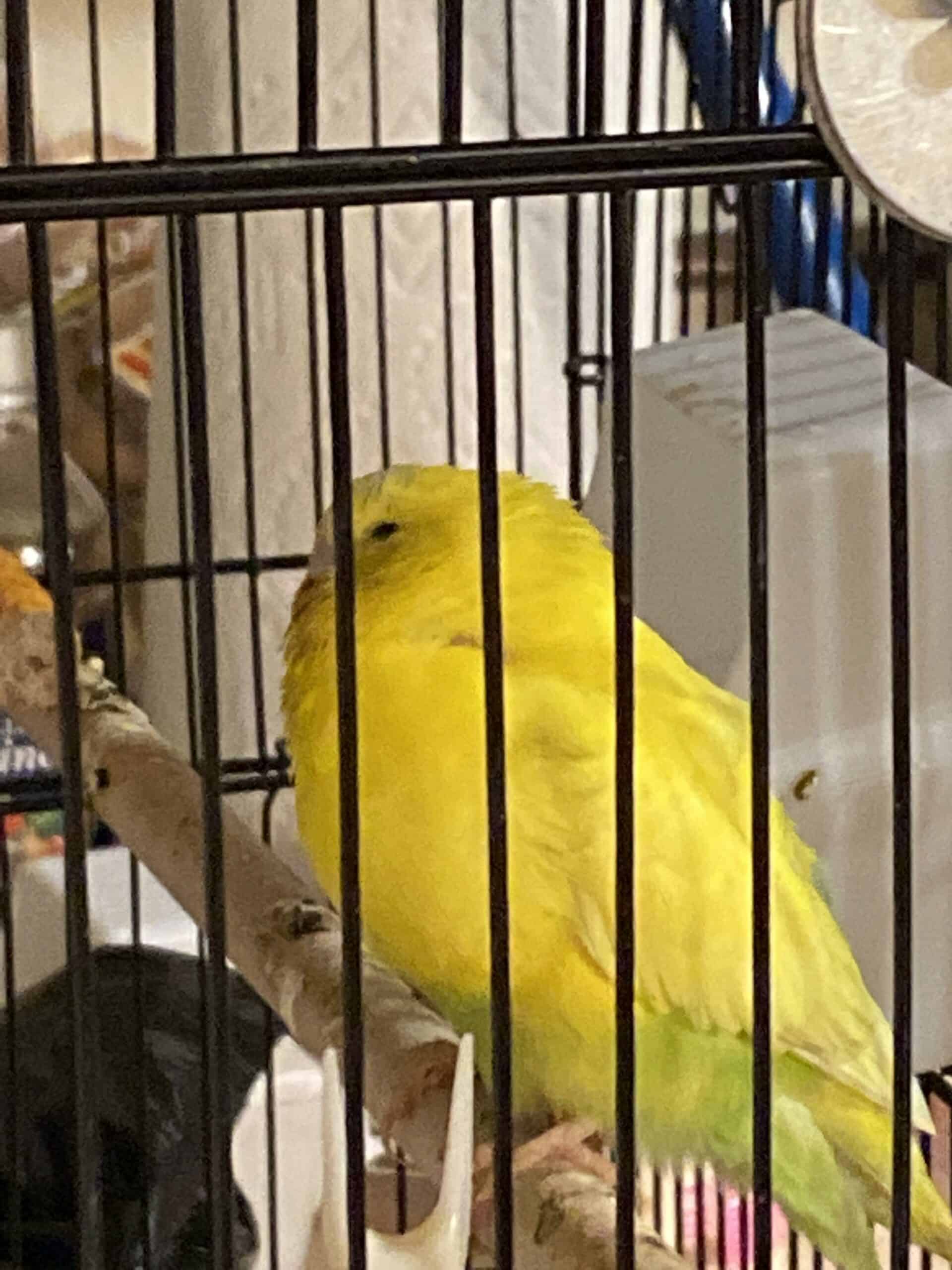 How to Tell If a Parakeet is Pregnant? (Signs of Pregnancy)