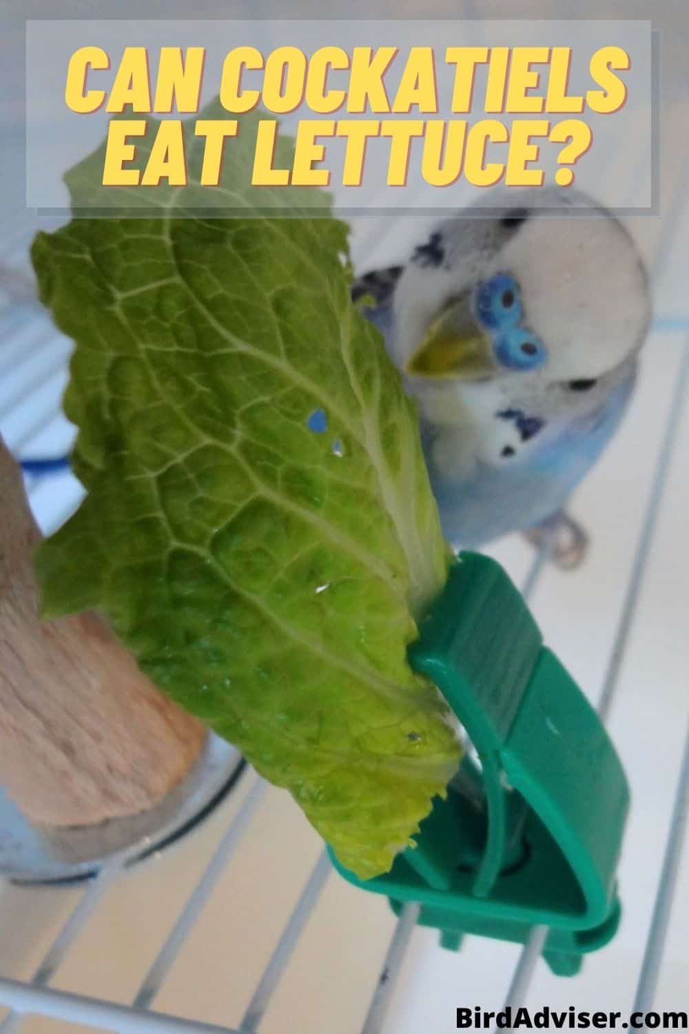 Can Cockatiels Eat Lettuce? Is It Safe? (Updated 2023)