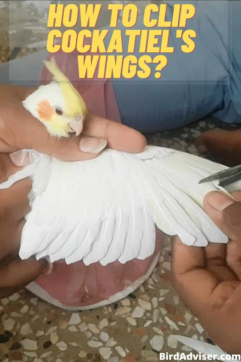 How to Clip Cockatiel’s Wings? (Easy Guide) (Updated 2023)