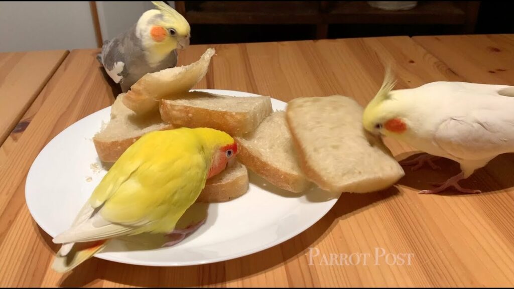 Can Cockatiels Eat Bread? Is It Safe? (Updated 2023)