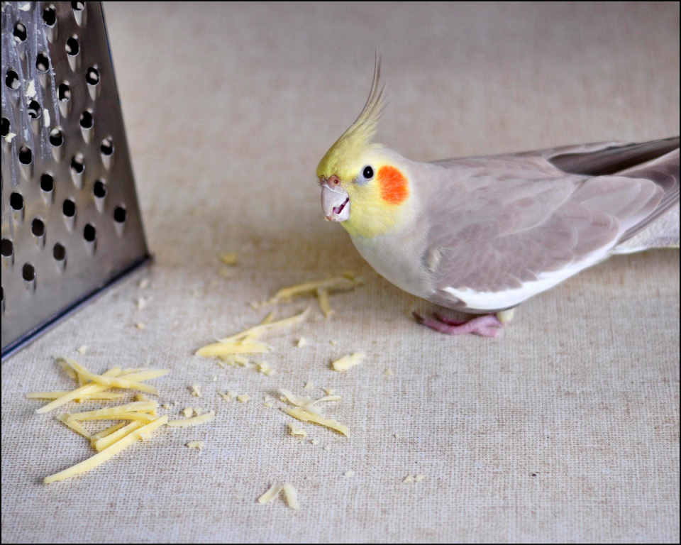 Can Cockatiels Eat Cheese? Is It Safe? (Updated 2024)