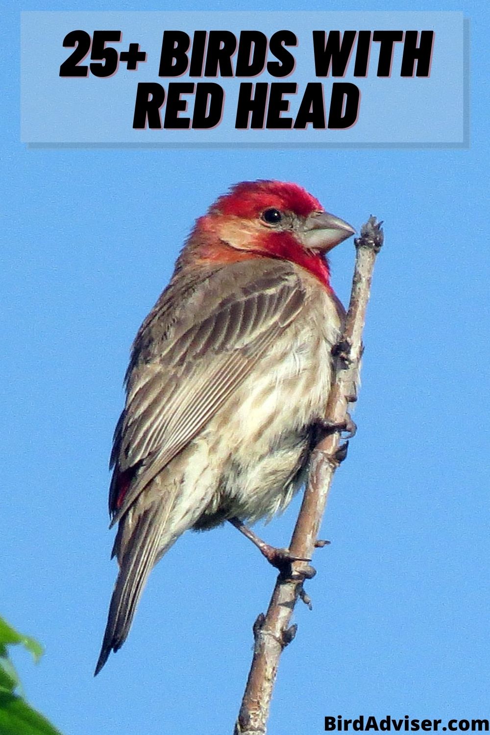 25 Birds with Red Heads (with Pictures) (Updated 2023)