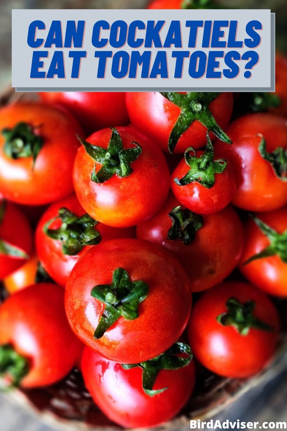 Can Cockatiels Eat Tomatoes? Is It Safe? (Updated 2023)