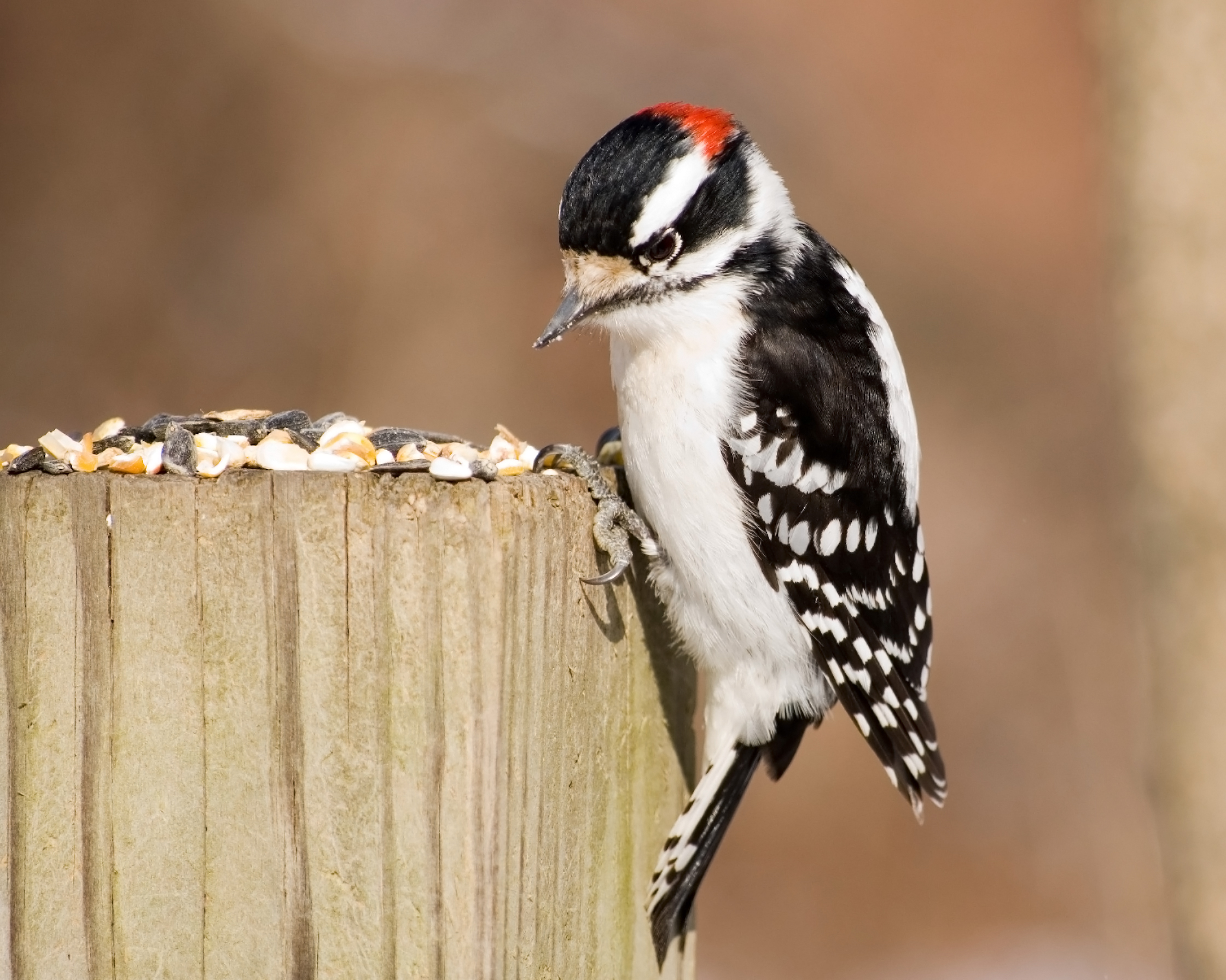7 Types of Woodpeckers in Iowa (With Pictures) (2022) (2022)
