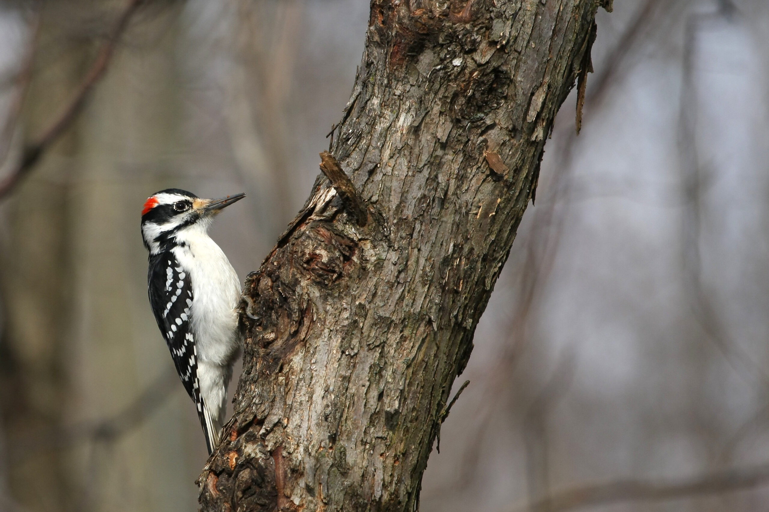 7 Types of Woodpeckers in New England (with Pictures)