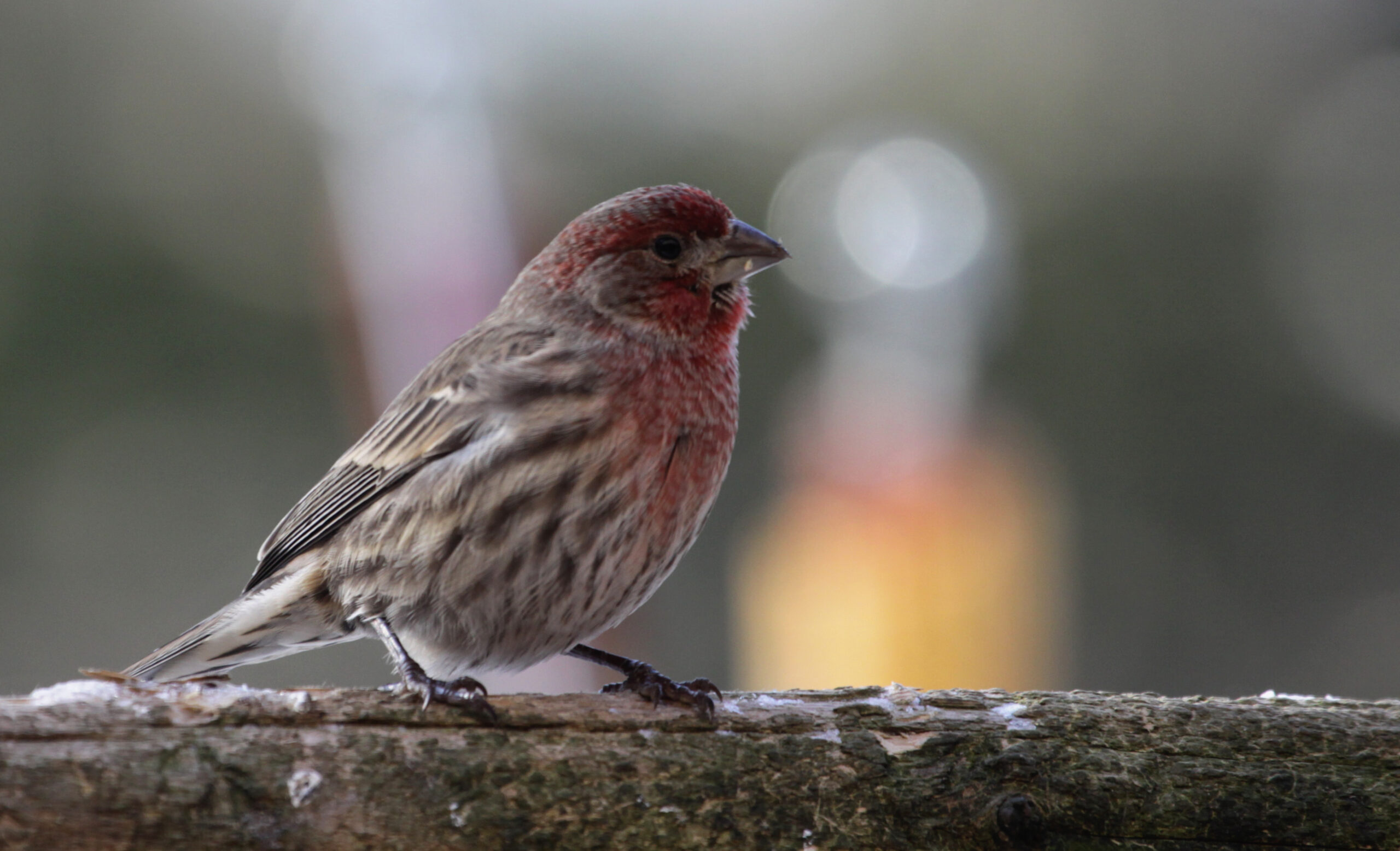 11 Types of Finches in North America (with Pictures) (2023)