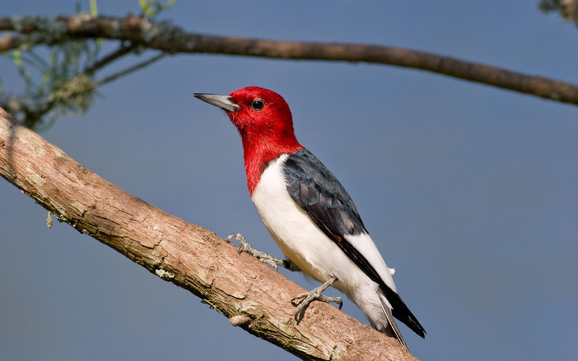 8 Different Species of Woodpeckers in Virginia (VA) (2022) (2022)