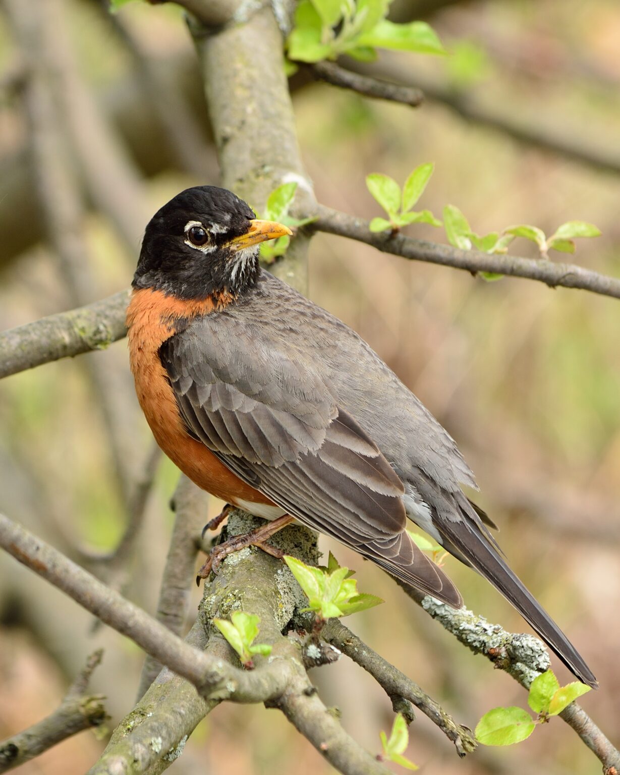 17 Common Birds in Indiana (With Pictures)