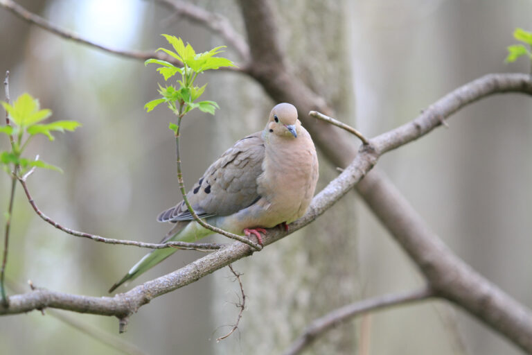 24 Most Common Birds in Colorado (with Pictures)