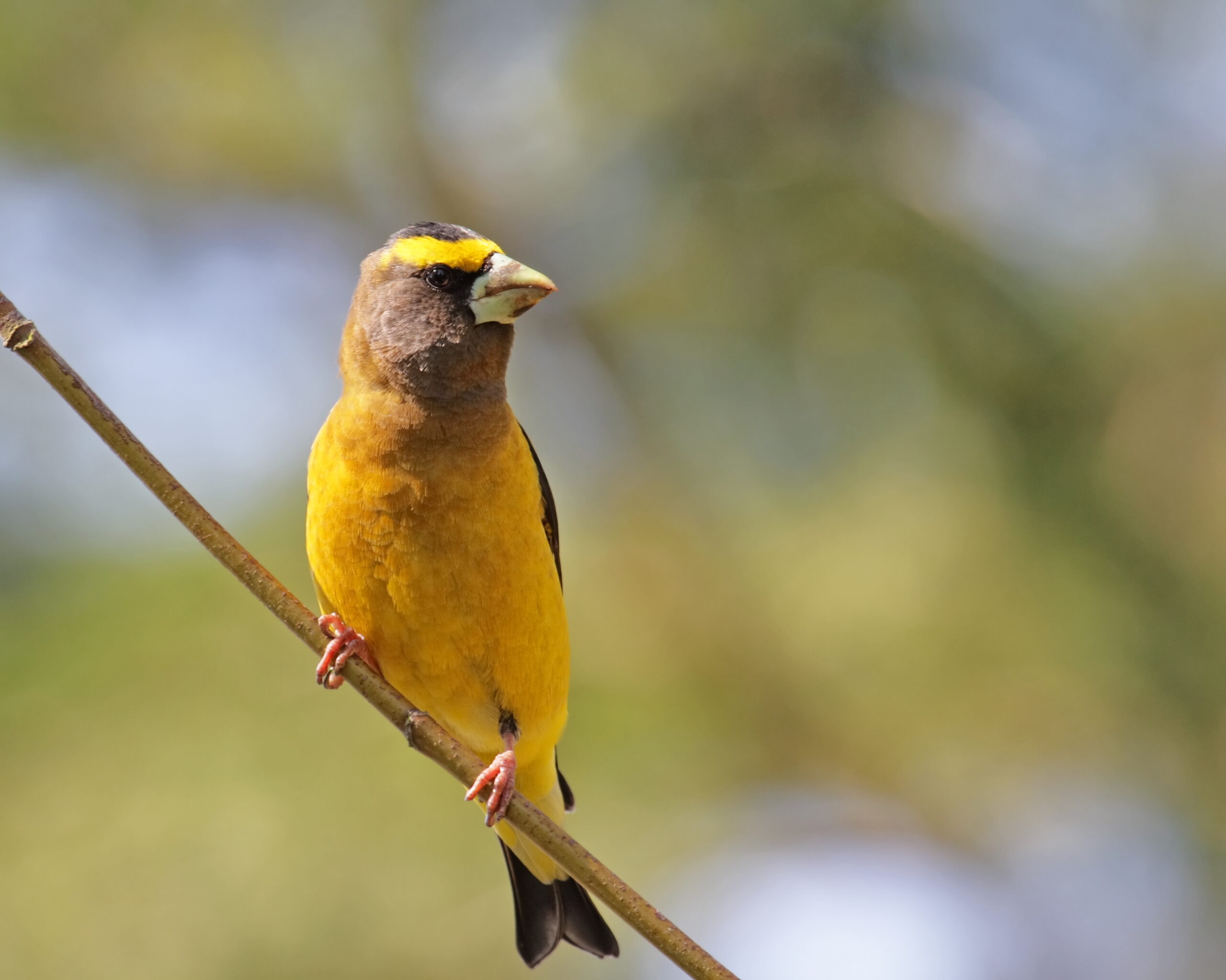 11 Types of Finches in North America (with Pictures) (2023)